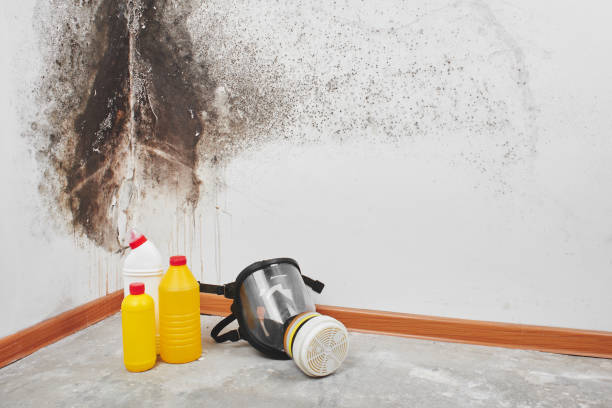 Best Attic Mold Removal  in Forty Fort, PA