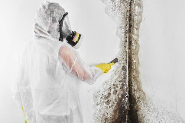 Best Professional Mold Removal  in Forty Fort, PA