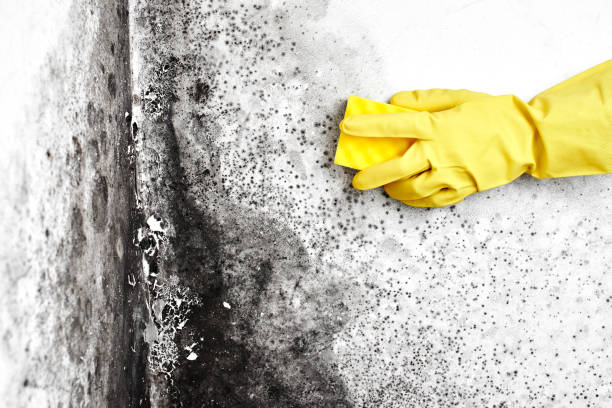 Mold Testing and Removal in Forty Fort, PA