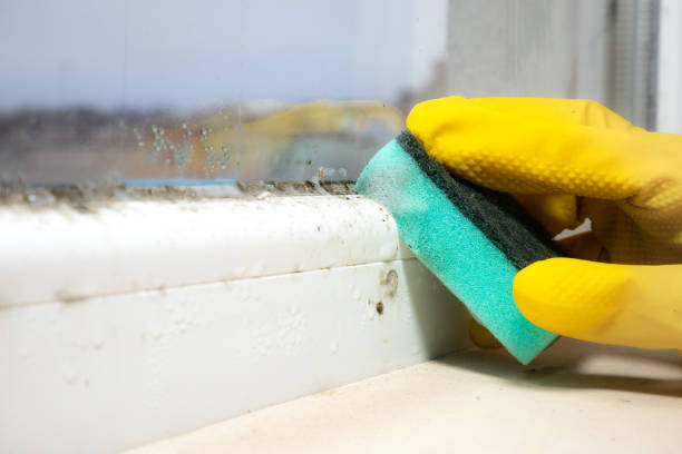 Best Mold Damage Repair  in Forty Fort, PA