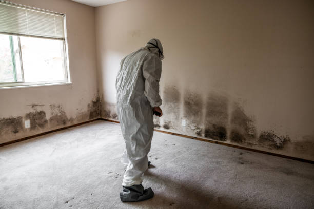 Best Mold Removal Near Me  in Forty Fort, PA