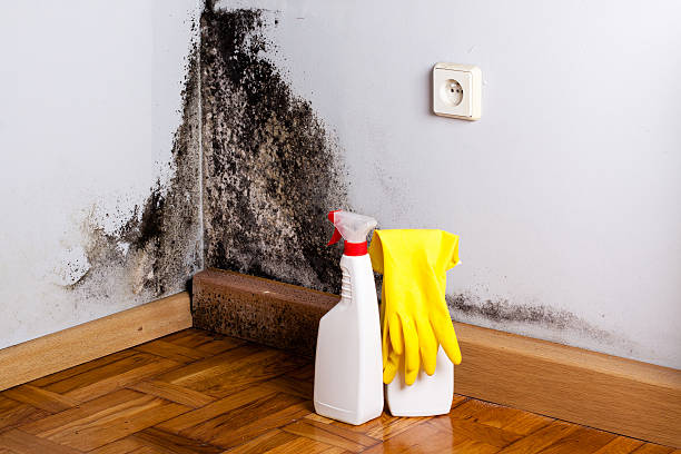 Best Office Mold Removal Services  in Forty Fort, PA